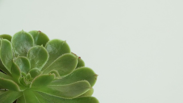 Free Succulent Tree Houseleek photo and picture