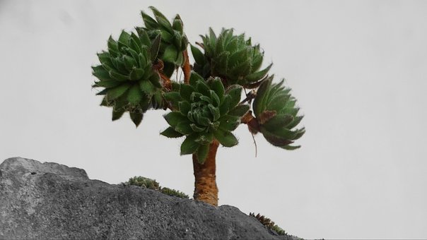 Bonsai, Hauswurz, Sempervivum