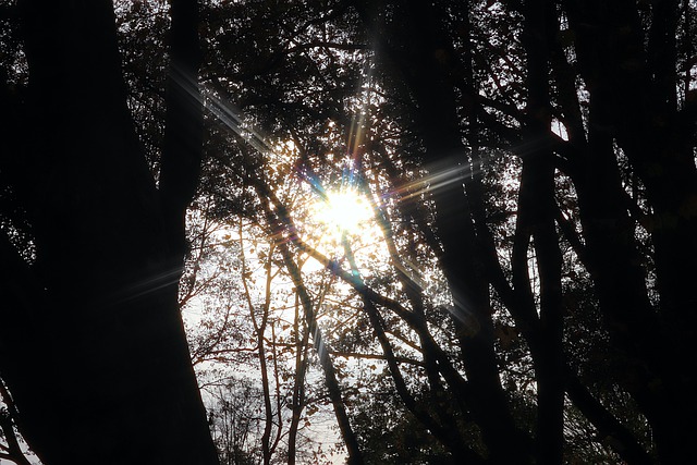 Free Here Fall photo and picture