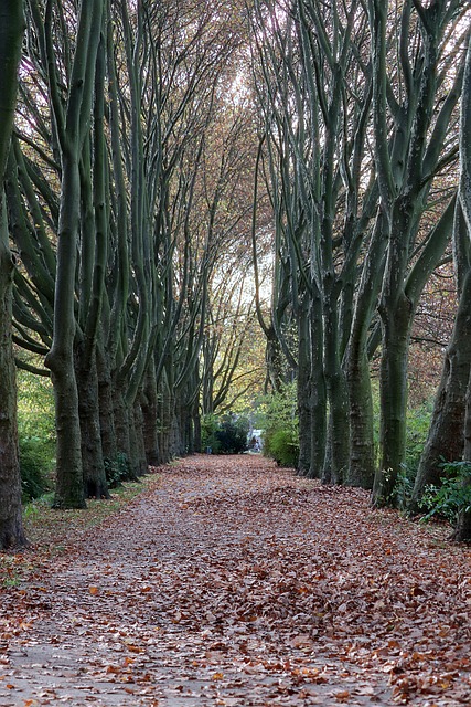 Free Park Avenue photo and picture