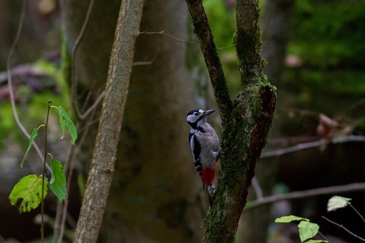 Nido De Pájaro Colgante De Madera Para Casa De Páj... - Grandado