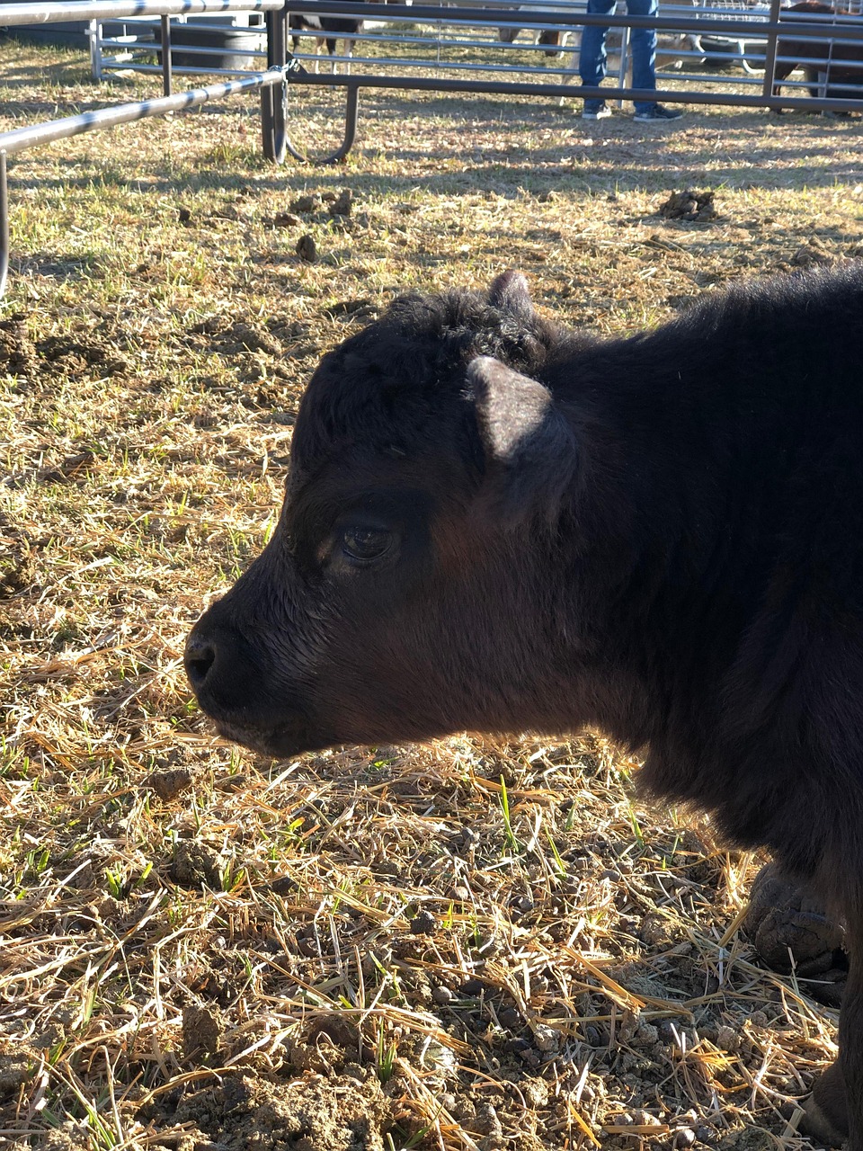 Baby Animal Calf Cow Free photo on Pixabay Pixabay