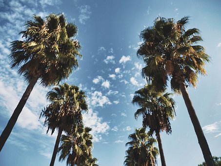 Free Palms Tropical photo and picture