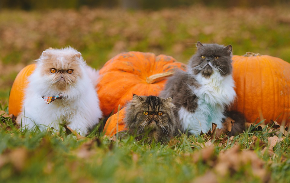 Curated visual reference: Picture Idea: Chats Citrouilles Halloween Photo Gratuite Sur Pixabay