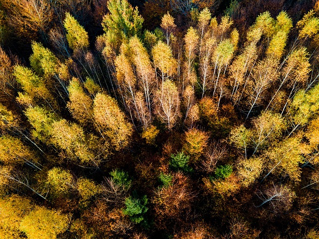 Free Forest Woods photo and picture