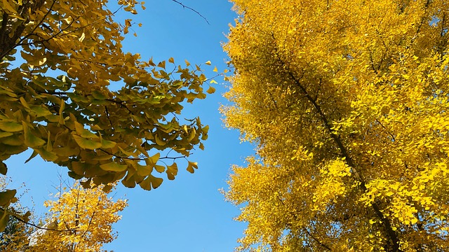 银杏树 Gingko Ginkgo Tree - Free photo on Pixabay - Pixabay