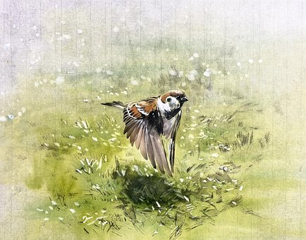 Jimwang, Chinees Pinten, Vogel
