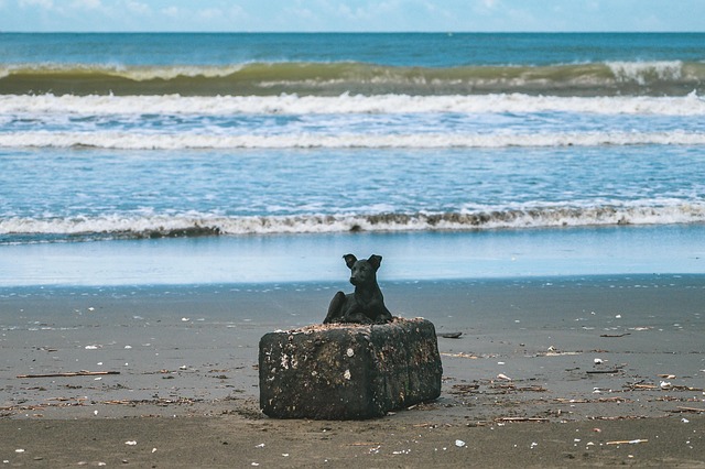 Free Dog Black Dog photo and picture