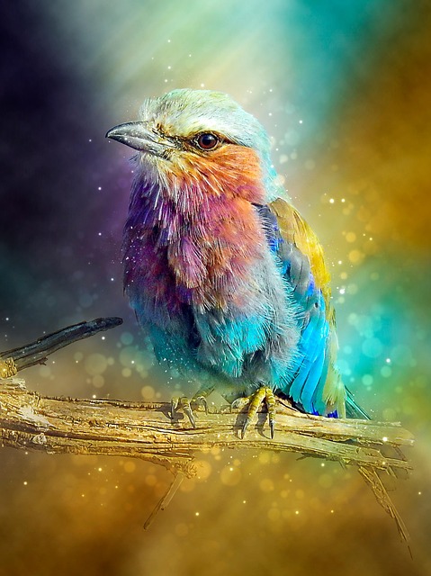 Free bird branch wildlife illustration