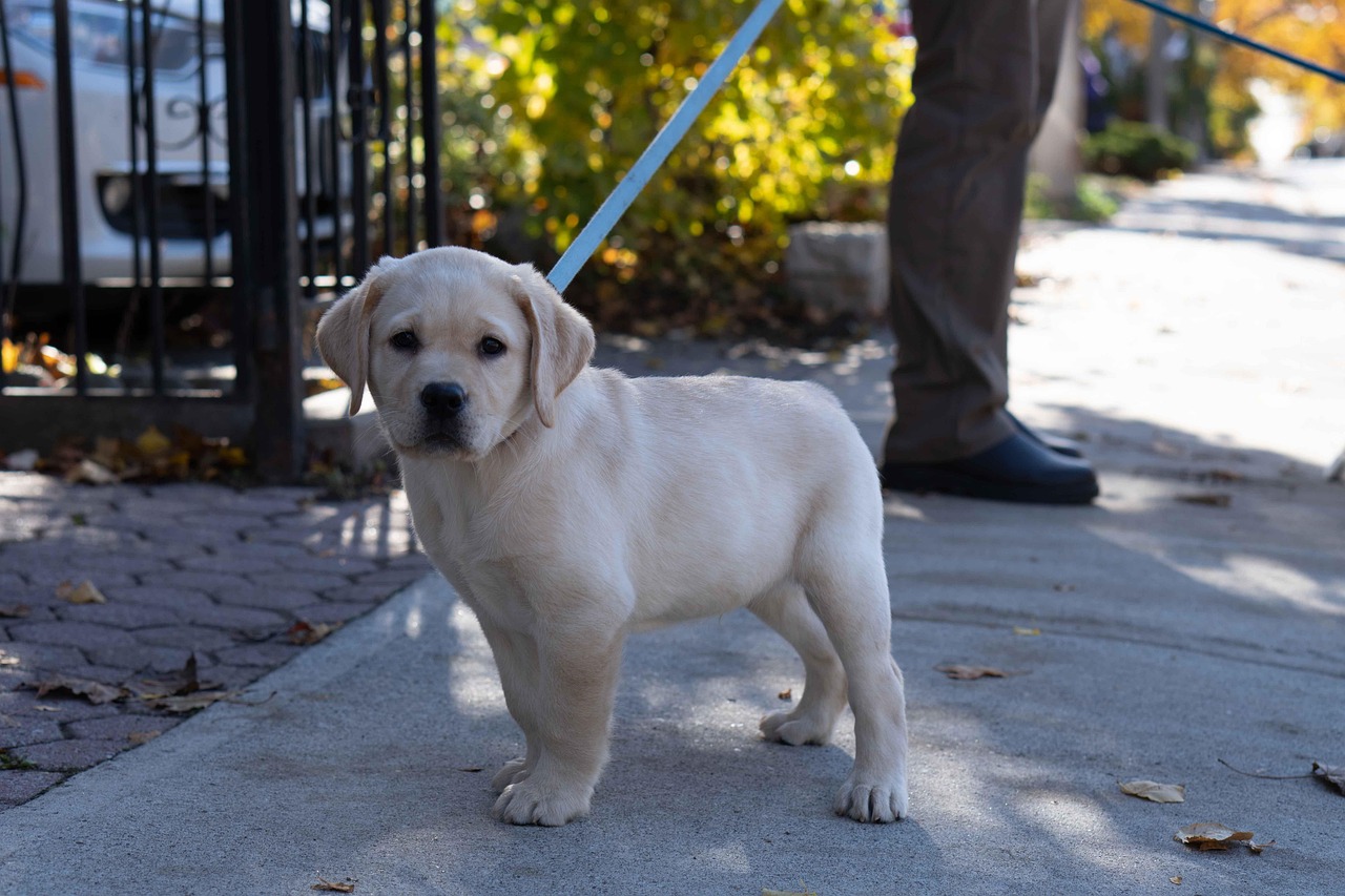 puppy, golden retriever, out for a walk, animal, street, pet, dog, canine, outdoors