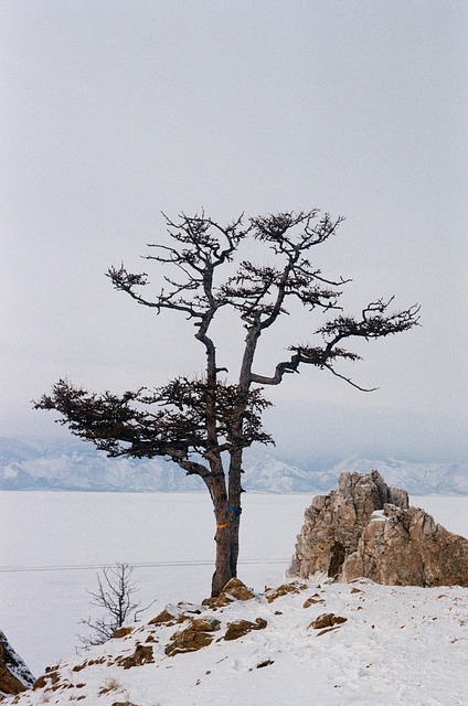 Free Tree Rock Formation photo and picture