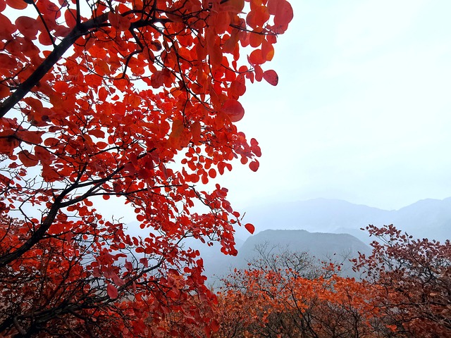 Free Red Leaves Autumn photo and picture