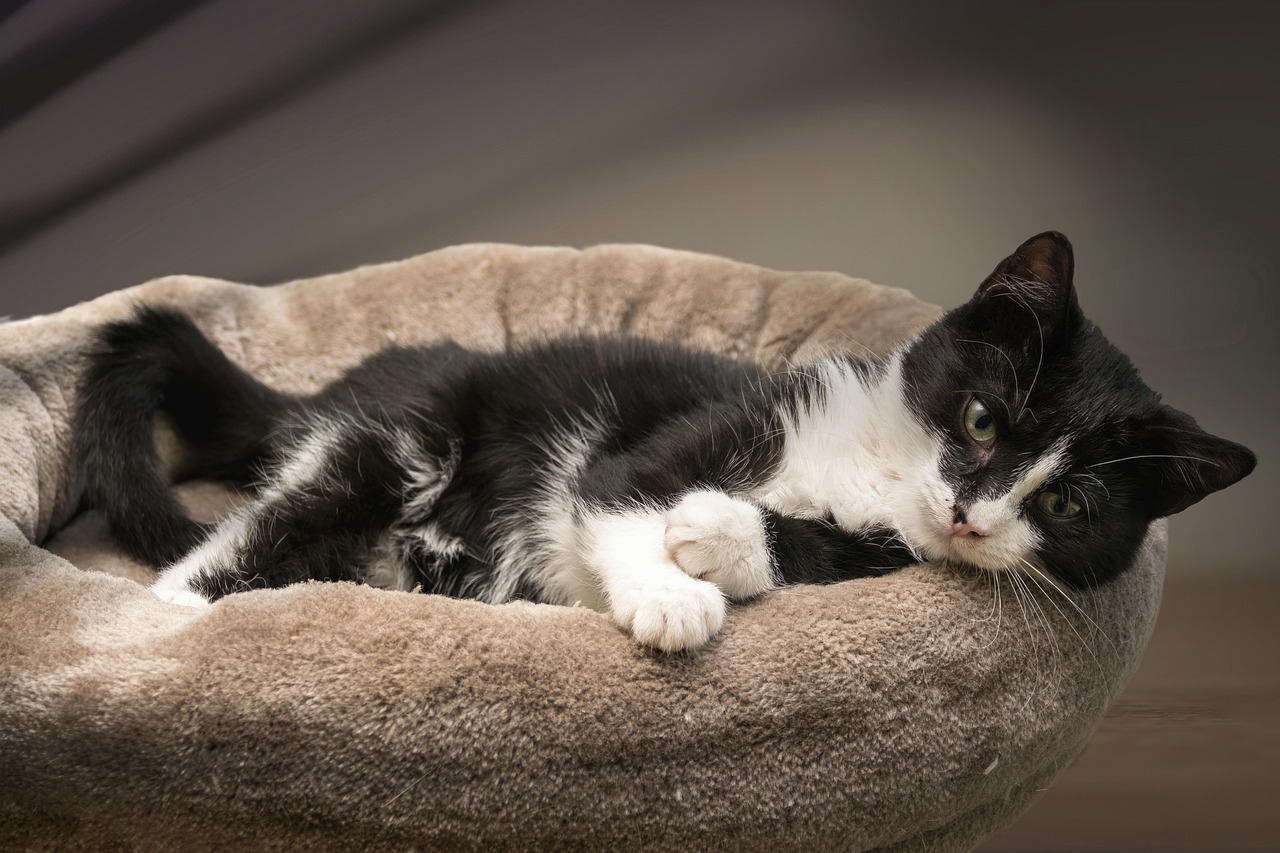 Europ isch Kurzhaar Katze K tzchen Kostenloses Foto Auf Pixabay
