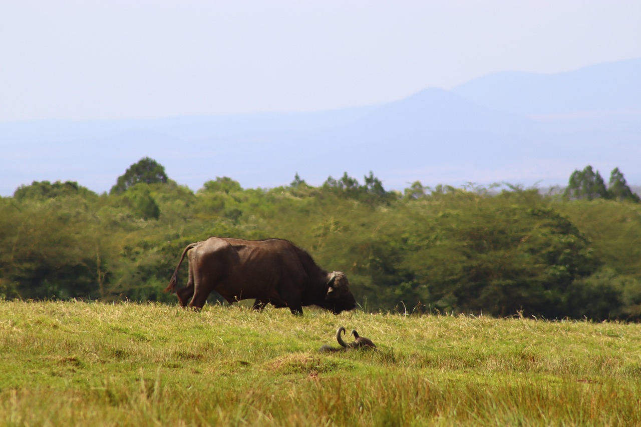 Buffalo - free online jigsaw puzzle photo