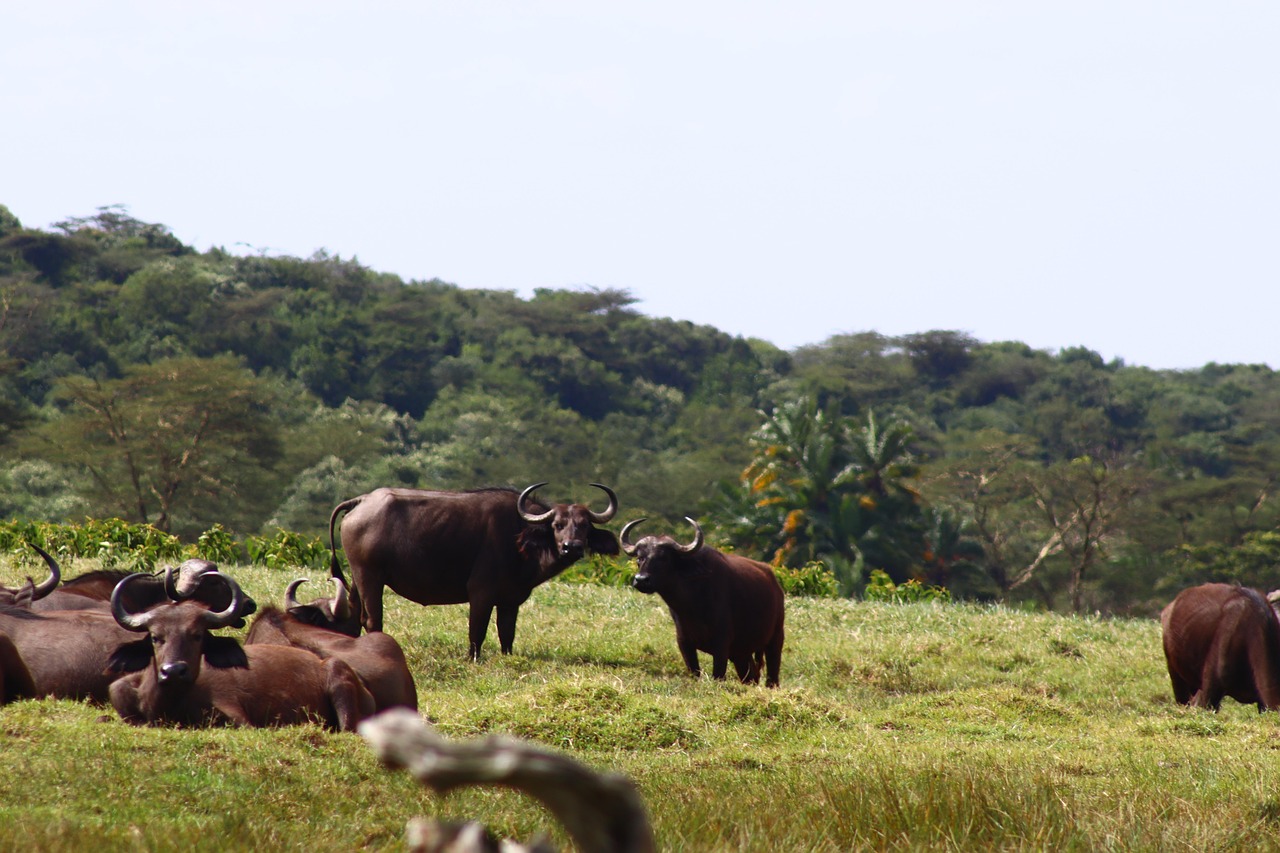 Buffalo - free online jigsaw puzzle photo