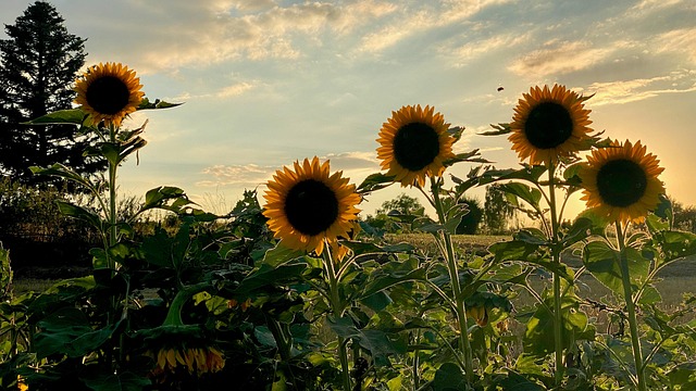 Free Sunflowers Sunset photo and picture