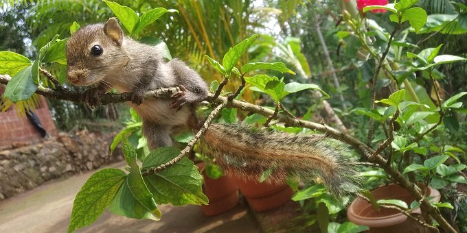 Free Indian Squirrel Natue photo and picture