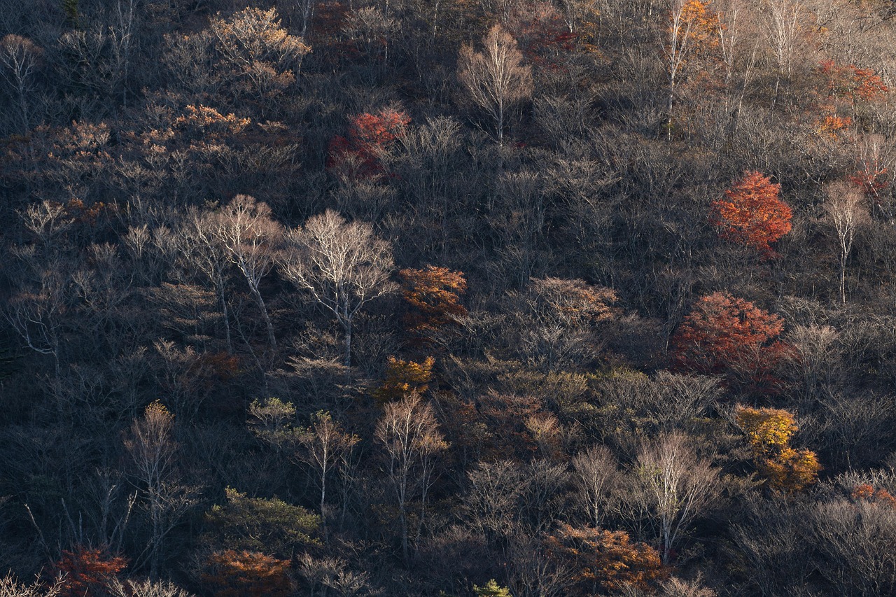 風景画 秋の自然 風景 fddf788c4b076cdb82d6814b7f4d00
