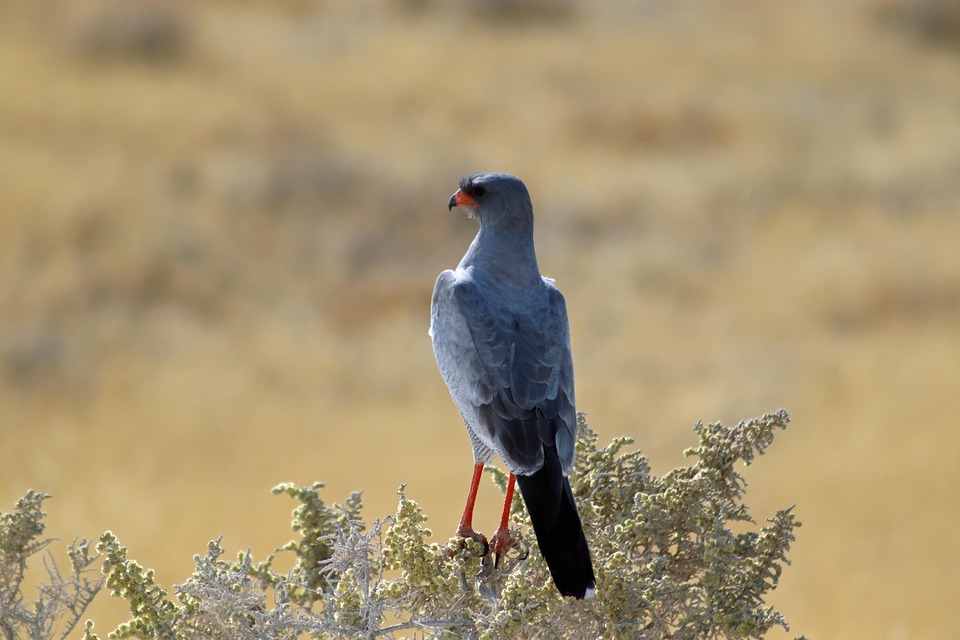 African Hawk Namibia Africa Etosha - Free photo on Pixabay