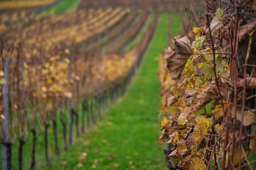 Free Fall Grapevines photo and picture