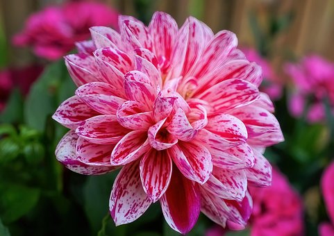 1+ Free Hulin’S Carnival & Dahlia Images - Pixabay