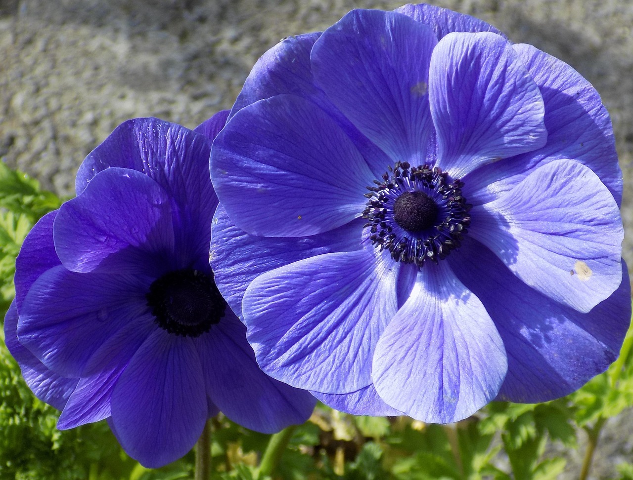 blaue blumen für den garten