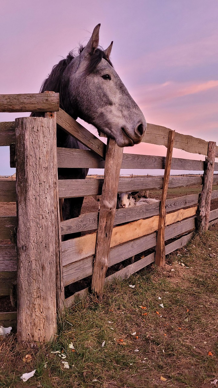 Horse Sunset Animals - Free photo on Pixabay - Pixabay