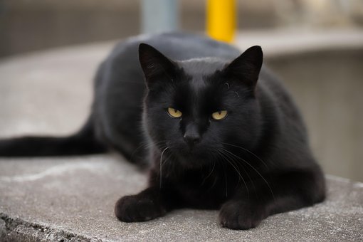 Free Cat Domestic Cat photo and picture