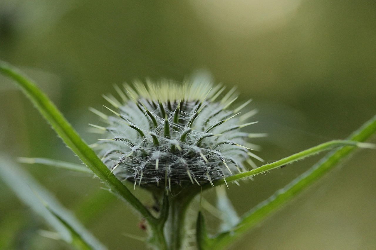 Bud Plant - Free photo on Pixabay