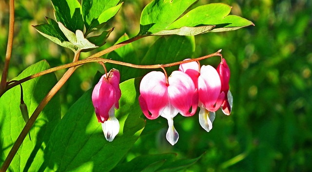  Herzen Rosa Blumen - Kostenloses Foto auf Pixabay - Pixabay Motiv 