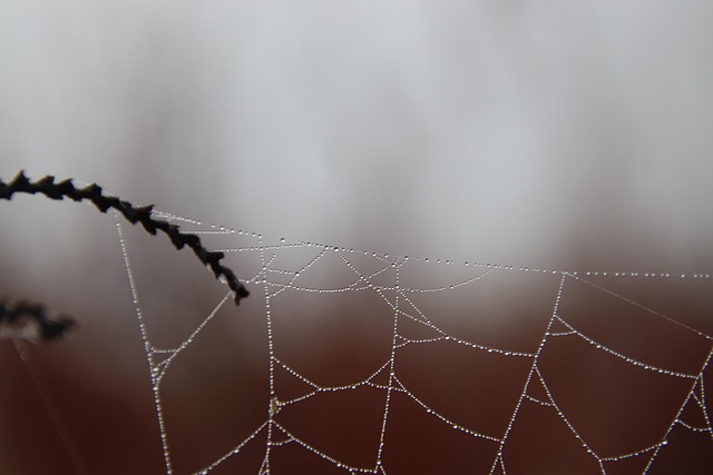 Teia De Aranha, Névoa, Outono, Natureza