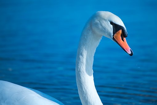 Free Swan Lake photo and picture