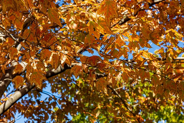 Free Maple Leaf Trees photo and picture