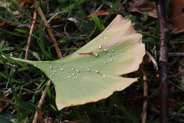 Gingko Leaf Example Gingko Leaf Fall - Free photo on Pixabay