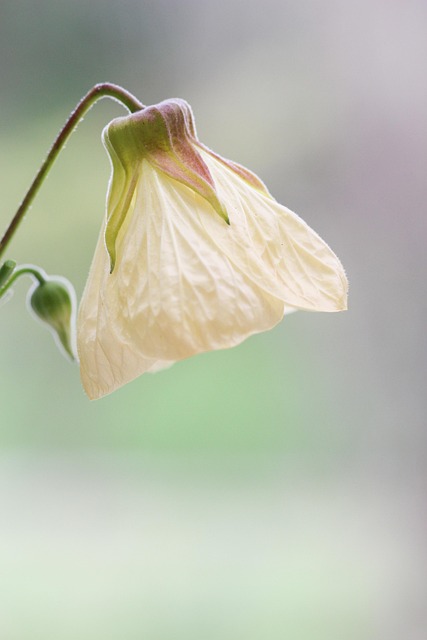 Natur, Schöne Blumen, Blumen Hintergrund