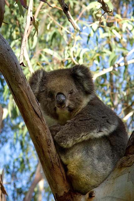 Free Koala Wildlife photo and picture