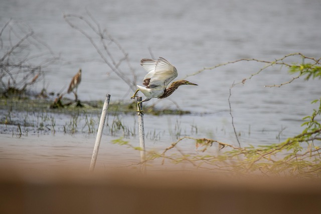 Free Pond Heron Bird photo and picture