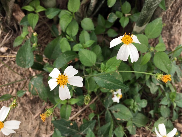Free Flower Nature photo and picture