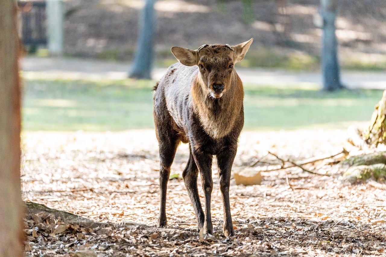 Nhật Bản Deer Nara Công Viên - Ảnh miễn phí trên Pixabay