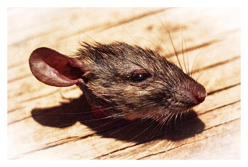 Muis Zonder Hoofd, Rat