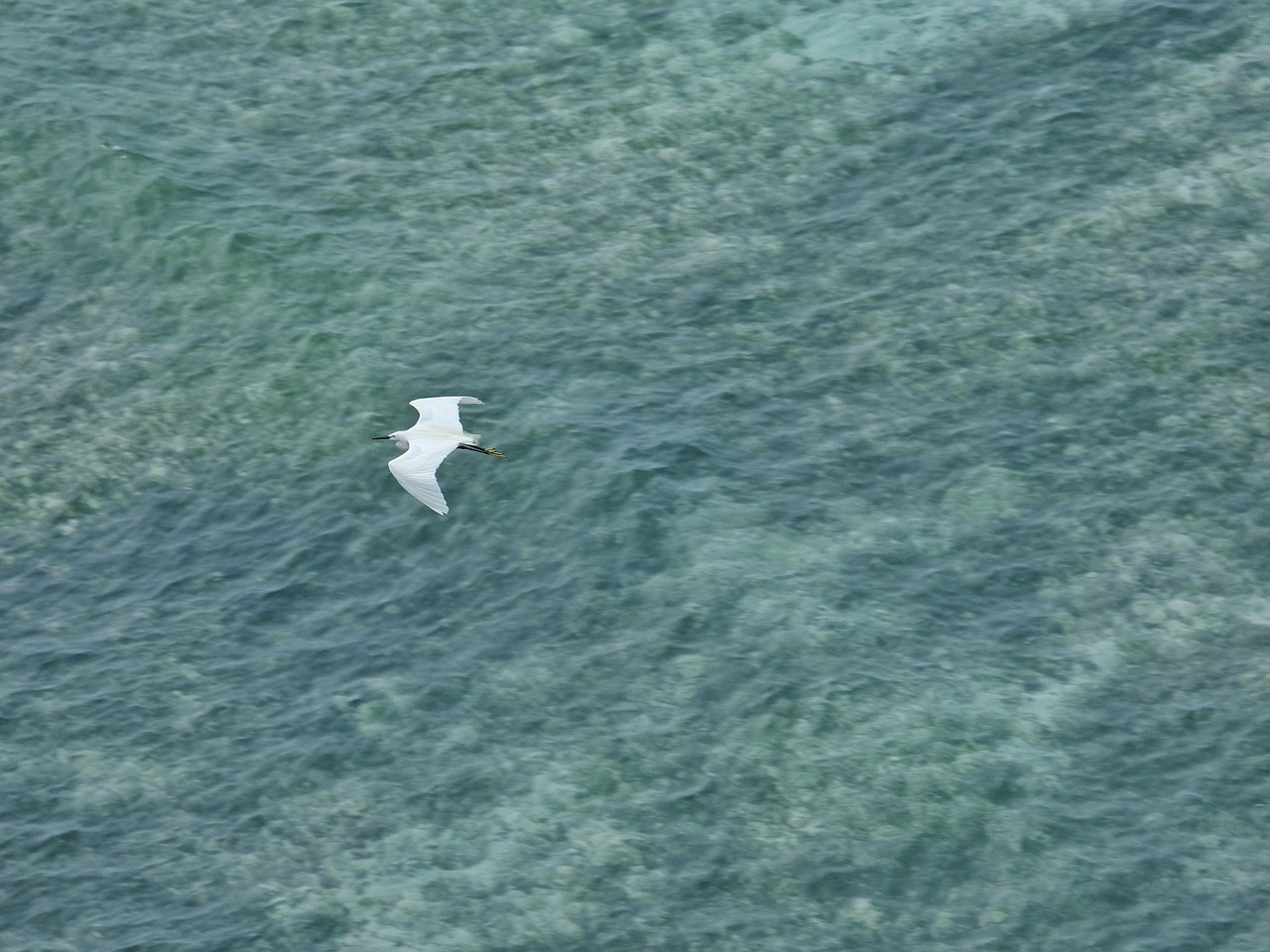 Ala Ave Volando Mar En Medio Del - Foto gratis en Pixabay - Pixabay