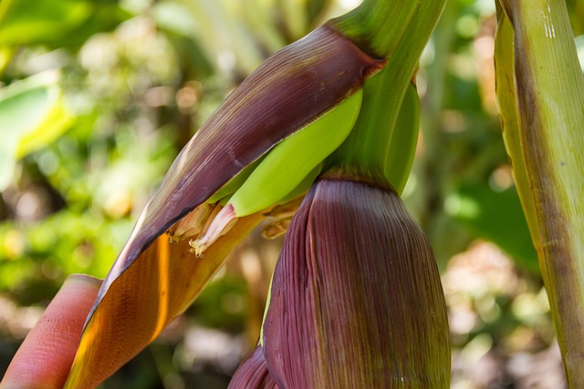 Free Bananas Banana Flower photo and picture