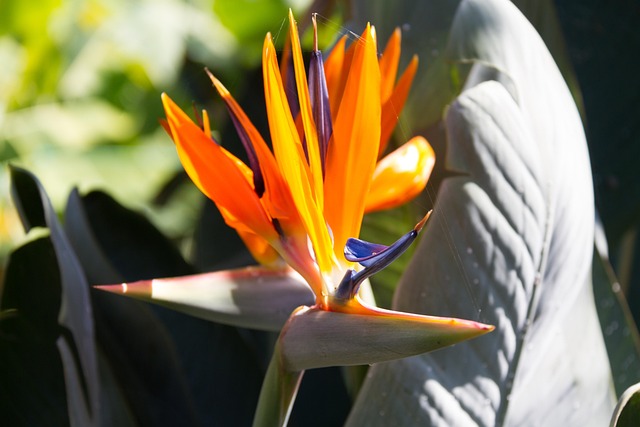 Free Bird Of Paradise Flower Strelitzia photo and picture