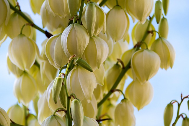 Free Candle Palm Lily Lily photo and picture