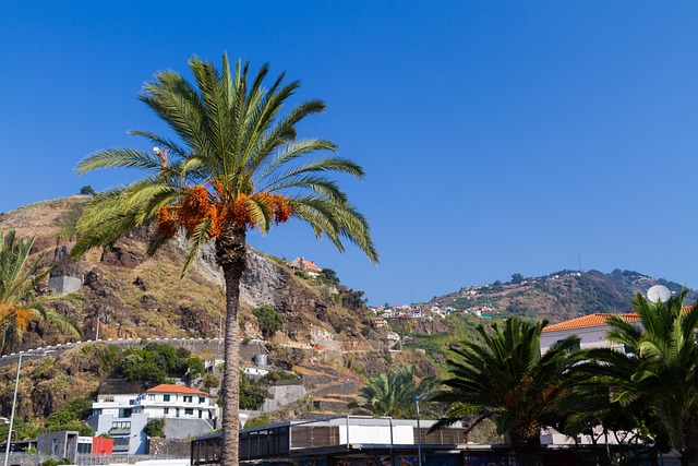 Free Date Palm Palm Tree photo and picture