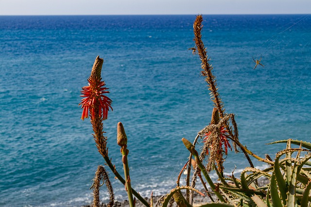 Træ Aloe, Blomst, Blomstre, Rød