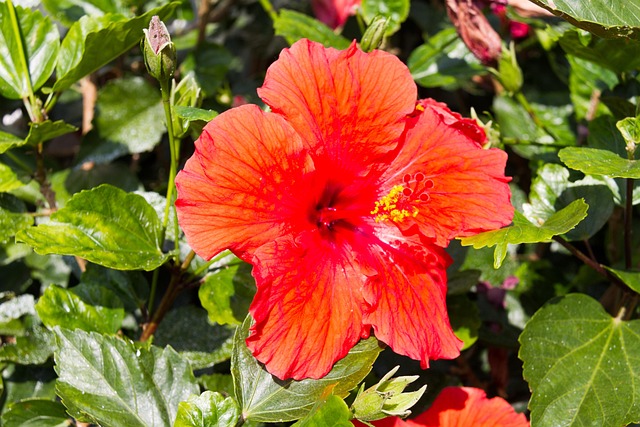 Free Hibiscus Flower photo and picture