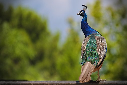 Free Peacock Bird photo and picture