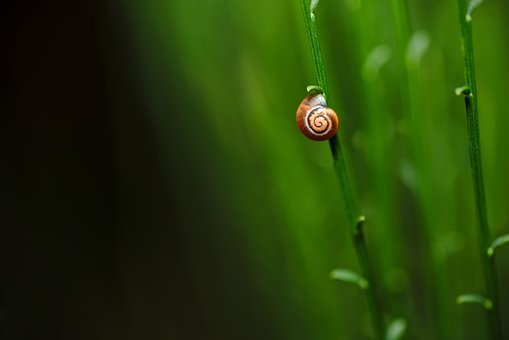 Free Snail Shell photo and picture