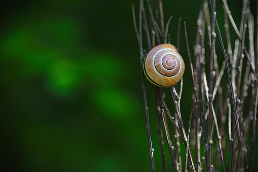 Free Snail Shell photo and picture